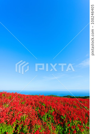 [Hyogo Prefecture] My family went sightseeing at Awaji Hanasajiki on a holiday with blue skies in October. 108246405