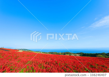 [Hyogo Prefecture] My family went sightseeing at Awaji Hanasajiki on a holiday with blue skies in October. 108246407