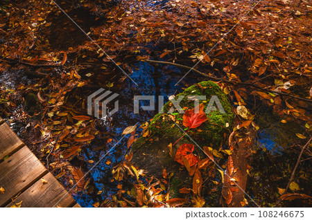 Fallen leaves floating on the surface of the pond, Norikura Highlands Fallen leaves floating on the surface of the pond, Norikura Highlands 108246675