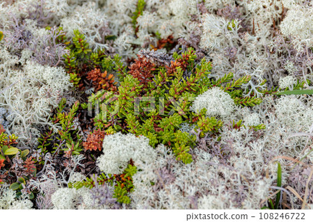 Arctic Tundra lichen moss close-up. Cladonia rangiferina, also known as reindeer cup lichen. 108246722