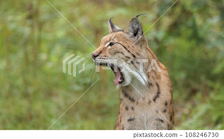 The Eurasian lynx (Lynx lynx) in the forest. The Eurasian lynx (Lynx lynx) in the forest. 108246730