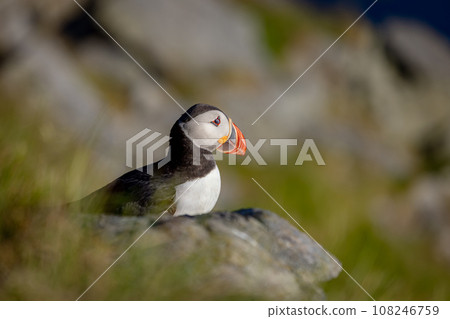 Atlantic puffin (Fratercula arctica), on the rock on the island of Runde (Norway). 108246759
