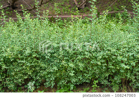 Green Hedge Texture Background, Leaves Wallpaper, Foliage Pattern, Green Plant Wall Mockup Green Hedge Texture Background, Leaves Wallpaper, Foliage Pattern, Green Plant Wall Mockup 108247003