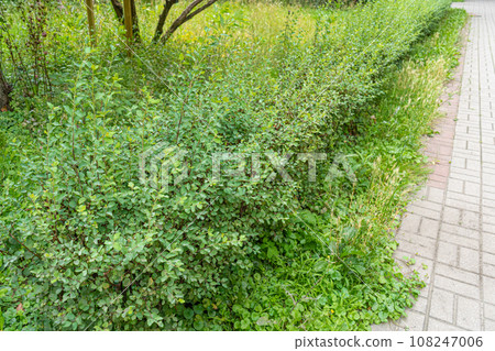 Green Hedge Texture Background, Leaves Wallpaper, Foliage Pattern, Green Plant Wall Mockup Green Hedge Texture Background, Leaves Wallpaper, Foliage Pattern, Green Plant Wall Mockup 108247006