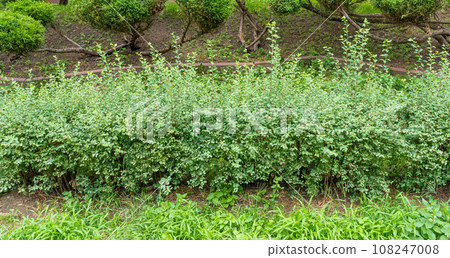 Green Hedge Texture Background, Leaves Wallpaper, Foliage Pattern, Green Plant Wall Mockup 108247008