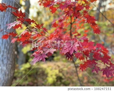 秋天的樹葉 108247151