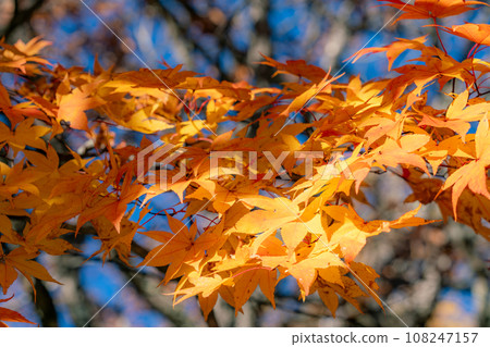 Autumnal maple leaves Autumnal maple leaves 108247157