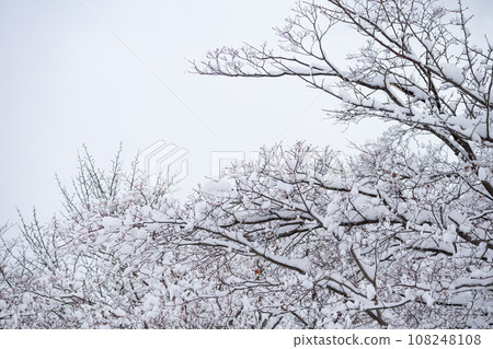 雪堆的樹枝 雪堆的樹枝 108248108