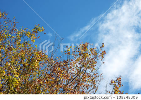 秋天的樹葉和藍天秋天的天空秋天的材料[神奈川縣伊勢原市] 108248309