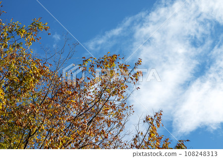 Autumn leaves and blue sky Autumn sky Autumn material [Isehara City, Kanagawa Prefecture] 108248313