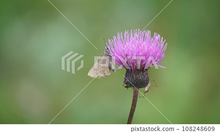 Ochabaneseri sucking thistle nectar Ochabaneseri sucking thistle nectar 108248609