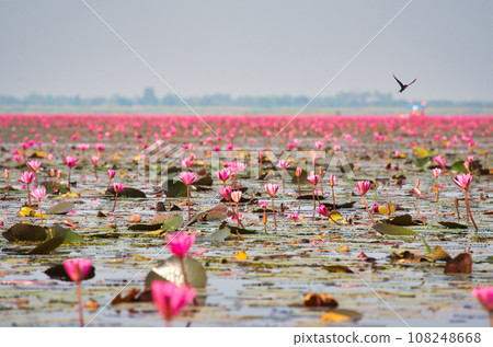 Beautiful lotus lake, Udon Thani, Thailand Beautiful lotus lake, Udon Thani, Thailand 108248668