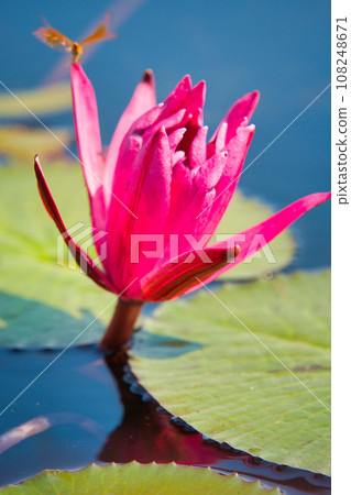 Beautiful lotus lake, Udon Thani, Thailand 108248671