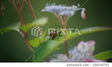 Hydrangea japonica mating on a hydrangea 108248741