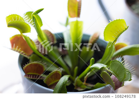 食肉植物捕蠅器 108249178