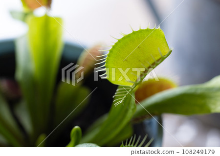 Carnivorous plant flytrap 108249179