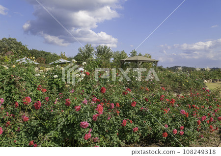 Sera Kogen Flower Forest Rose Garden Sera Kogen Flower Forest Rose Garden 108249318