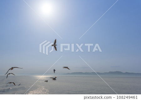 Morning sunlight and wild birds (seagulls) - Ferry voyage against the backdrop of a bright spring sky (Shimabara City, Nagasaki Prefecture, Kumamoto Prefecture, Ariake Sea) Morning sunlight and wild birds (seagulls) - Ferry voyage against the backdrop of a bright spring sky (Shimabara City, Nagasaki Prefecture, Kumamoto Prefecture, Ariake Sea) 108249461