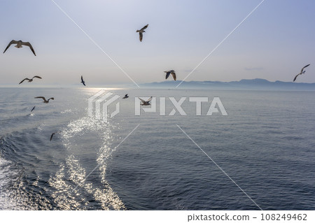 Morning sunlight and wild birds (seagulls) - Ferry voyage against the backdrop of a bright spring sky (Shimabara City, Nagasaki Prefecture, Kumamoto Prefecture, Ariake Sea) Morning sunlight and wild birds (seagulls) - Ferry voyage against the backdrop of a bright spring sky (Shimabara City, Nagasaki Prefecture, Kumamoto Prefecture, Ariake Sea) 108249462
