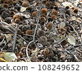 Chestnuts fallen to the ground 108249652