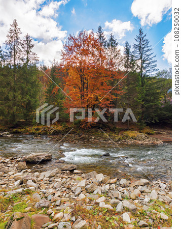 mountainous countryside landscape in autumn. scenery with tree in fall color on the shore of water stream among forested hills mountainous countryside landscape in autumn. scenery with tree in fall color on the shore of water stream among forested hills 108250032