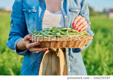 Harvest of green long asparagus beans in basket in hands of female gardener, farmer Harvest of green long asparagus beans in basket in hands of female gardener, farmer 108250397