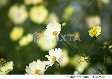 Fukiage Cosmos Field, Konosu City, Saitama Prefecture 108250895