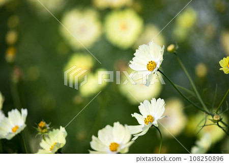 Fukiage Cosmos Field, Konosu City, Saitama Prefecture 108250896