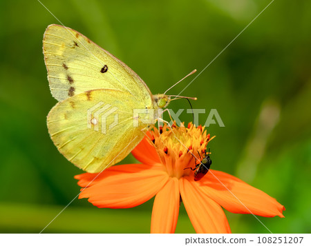 Colias erate 108251207