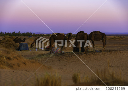 Sunrise and clear horizon in the Sahara desert of Morocco 108251269