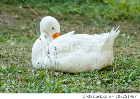 beautiful swans sit on green grass beautiful swans sit on green grass 108251467