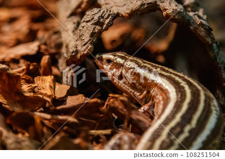 Beautiful lizard striped zonosaurus, four lined plated lizard, zonosaurus quadrilineatus Beautiful lizard striped zonosaurus, four lined plated lizard, zonosaurus quadrilineatus 108251504