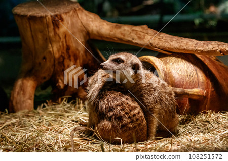 Beautiful meerkats are played 108251572