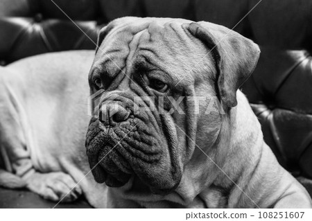 portrait of a dog mastiff 108251607