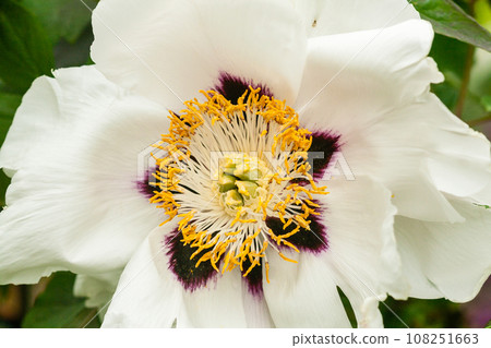 Blooming Peony close-up Blooming Peony close-up 108251663