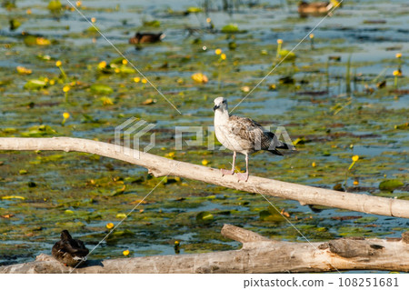 A seagull is sitting on a log close-up A seagull is sitting on a log close-up 108251681