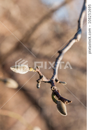 Buds on a willow branch close-up Buds on a willow branch close-up 108251695