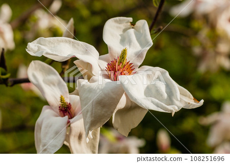 Macro blooming magnolia on a branch Macro blooming magnolia on a branch 108251696