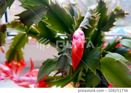 Blooming flower of the Decembrist. Plants. 108251736