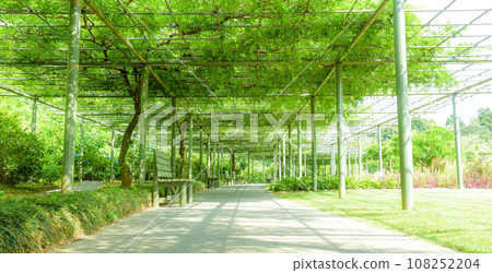 Fresh green wisteria trellis and sunlight filtering through the trees Fresh green wisteria trellis and sunlight filtering through the trees 108252204