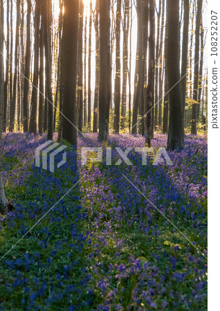 Sunrise illuminating bluebells Sunrise illuminating bluebells 108252207