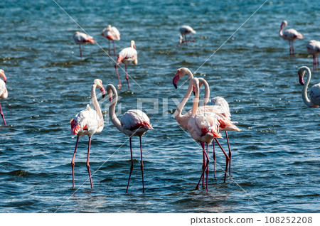 Flamingos near Walvis Bay Flamingos near Walvis Bay 108252208