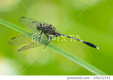 Green Skimmer Dragonfly perching on grass leaf Green Skimmer Dragonfly perching on grass leaf 108252552