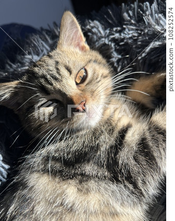 Cute tabby cat lying on the sofa, close up. cat on the sofa, scottish short hair, closeup of photo. 108252574
