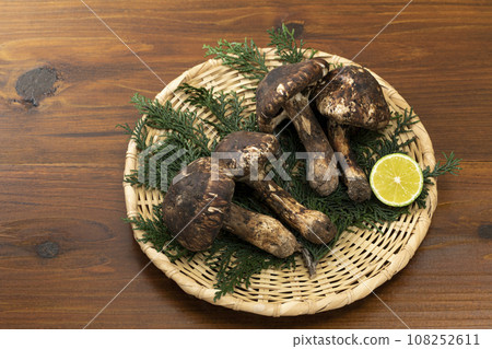 Matsutake mushrooms placed in a - Stock Photo [108252611] - PIXTA