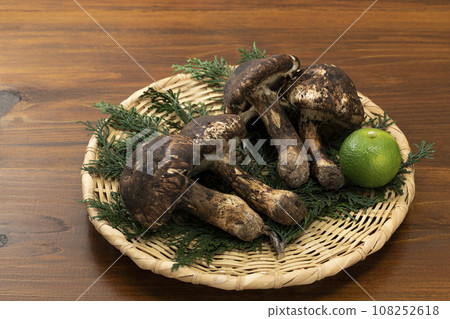 Matsutake mushrooms placed in a colander_Background board 108252618