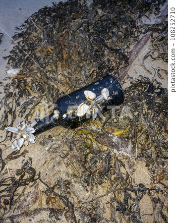 Goose barnacles barnacle on a bottle at sea beach Goose barnacles barnacle on a bottle at sea beach 108252710