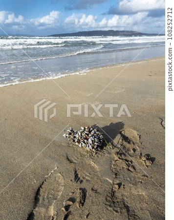 Goose barnacles barnacle on a bottle at sea beach Goose barnacles barnacle on a bottle at sea beach 108252712