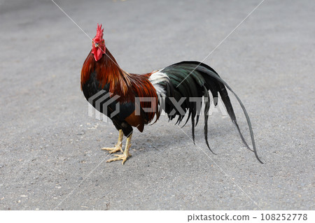 The fighting cock is beautiful hen in garden The fighting cock is beautiful hen in garden 108252778
