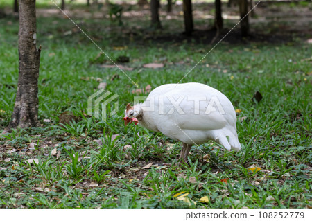 The guineafowl is rest on nature garden under tree The guineafowl is rest on nature garden under tree 108252779